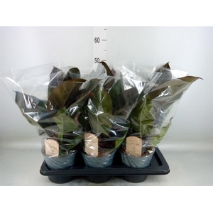 Philodendron  'Imperial Red'