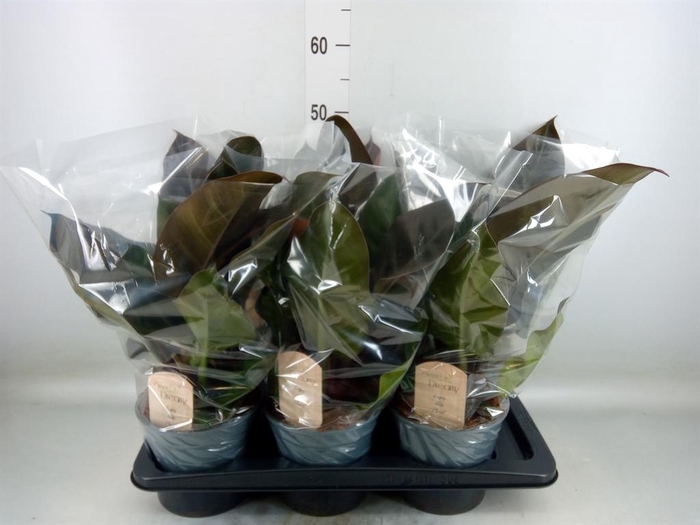 <h4>Philodendron  'Imperial Red'</h4>