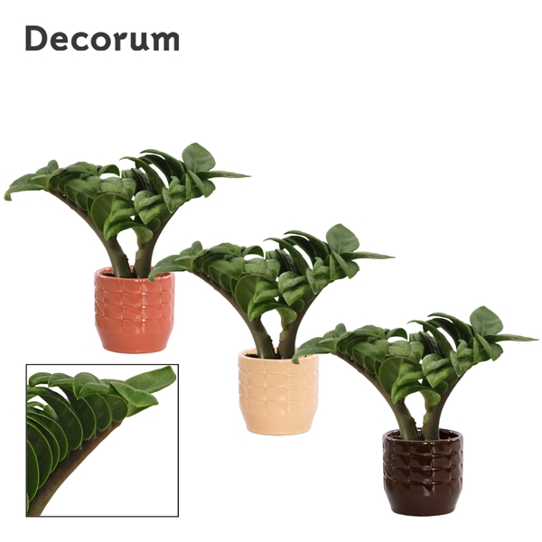 <h4>Zamioculcas Zenzi V-leaf 6 cm, 2 veren in Sanne (Nature Love-col</h4>
