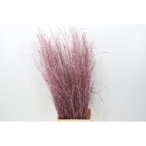 Betula Metallic Rood L120