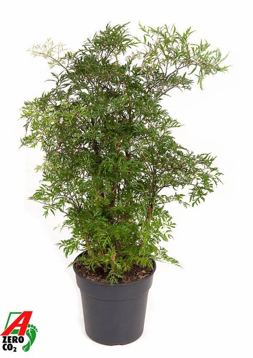 <h4>Polyscias Fr Ming Vertakt</h4>