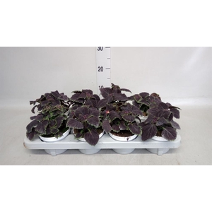 Plectranthus col.   ...