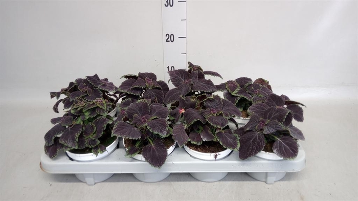 <h4>Plectranthus col.   ...</h4>