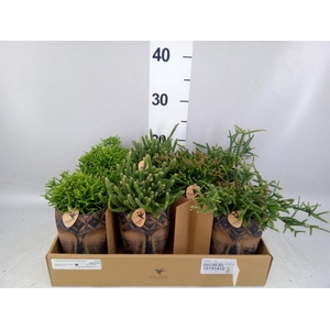 Rhipsalis   ...mix