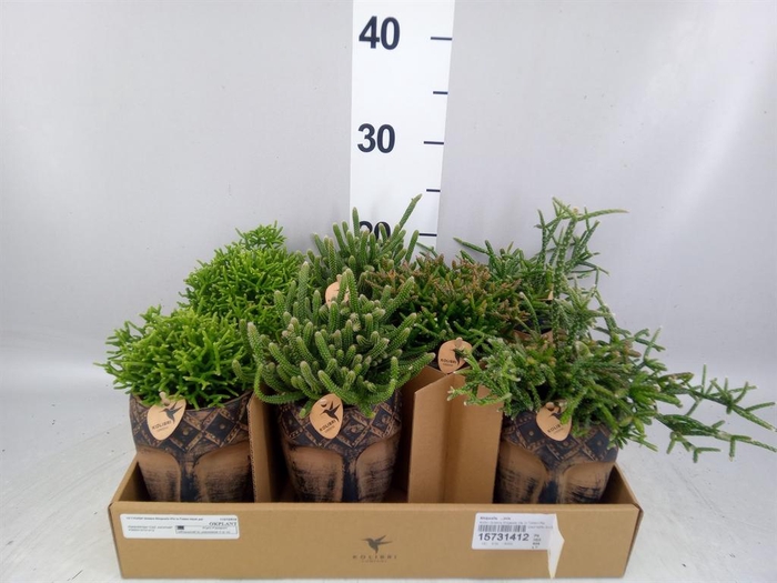 <h4>Rhipsalis ...mix</h4>
