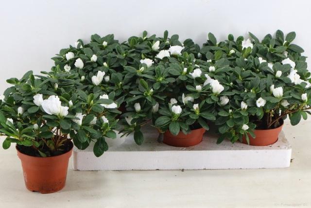 <h4>RHODO SI OV</h4>