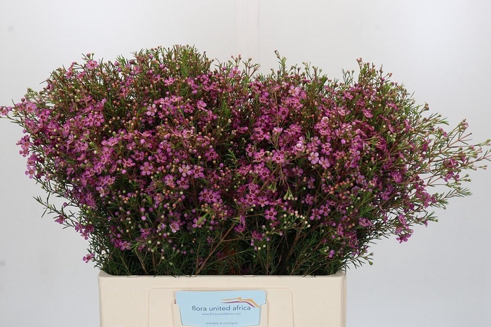 Chamelaucium Jupiter