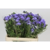 Ageratum Blue Planet