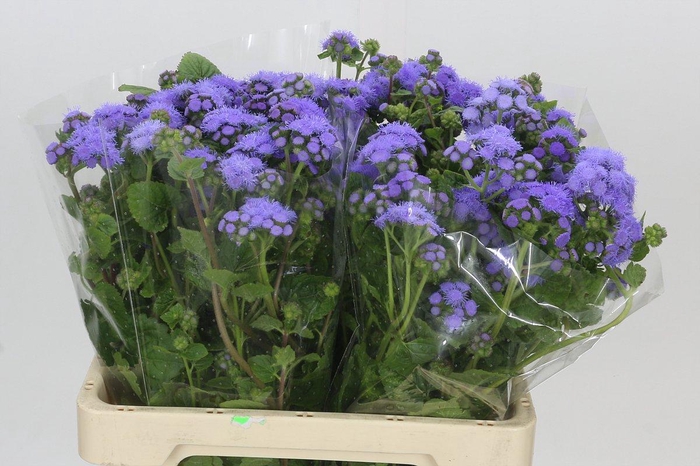 <h4>Ageratum Blue Planet</h4>