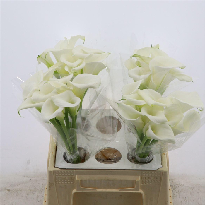 <h4>Calla White Art | Heavy Quality</h4>
