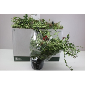 Aeschynanthus Caroline Hang