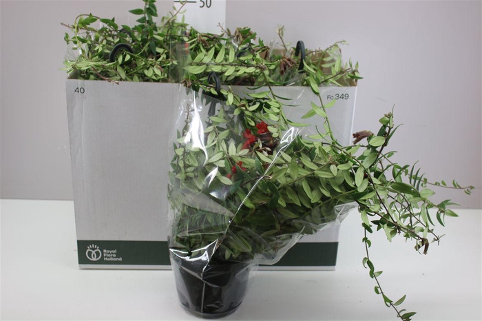 <h4>Aeschynanthus Caroline Hang</h4>