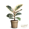 FICUS ELASTICA P11 TINEKE