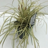 Carex hachijoensis Evergold