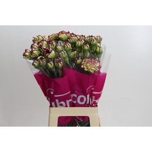 Dianthus St Extravaganza