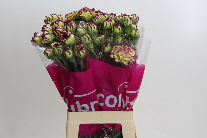 Dianthus St Extravaganza