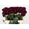 Dahlia Black Fox