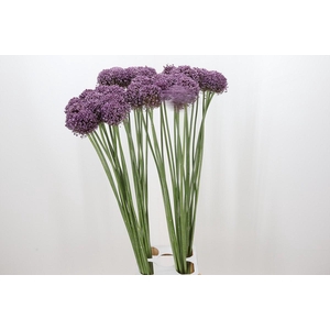 Allium Pink Lady