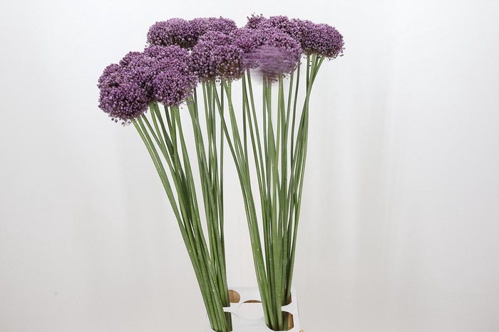 <h4>Allium Pink Lady</h4>