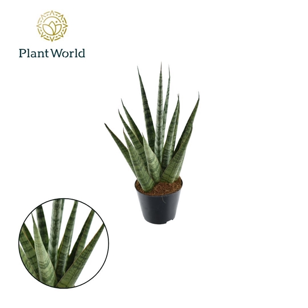 <h4>Sansevieria Sem P8,5</h4>