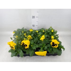 Viola wr. 'Colossus Yellow Blotch'