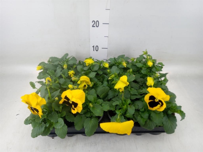 <h4>Viola wr. 'Colossus Yellow Blotch'</h4>