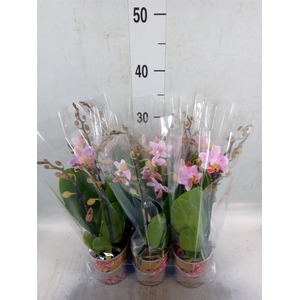 Phalaenopsis multi.   ...lilac