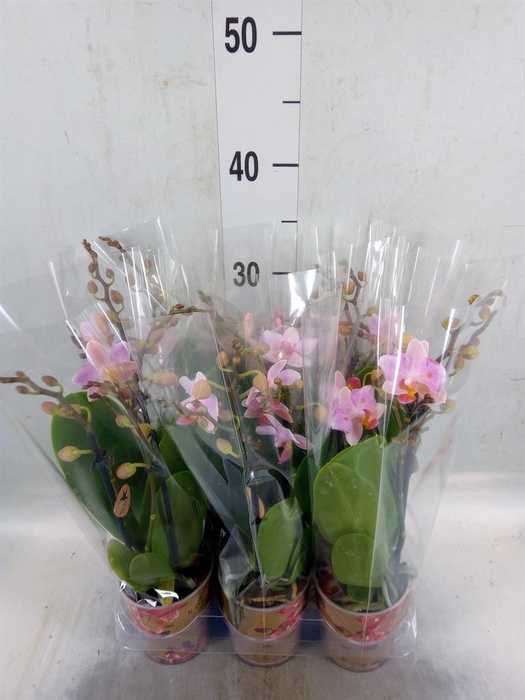 <h4>Phalaenopsis multi.   ...lilac</h4>
