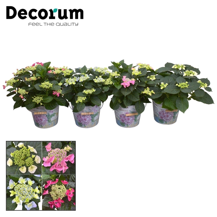 <h4>Hydrangea Teller diverse kleuren 7-12 kop in Bucket (Decorum)</h4>