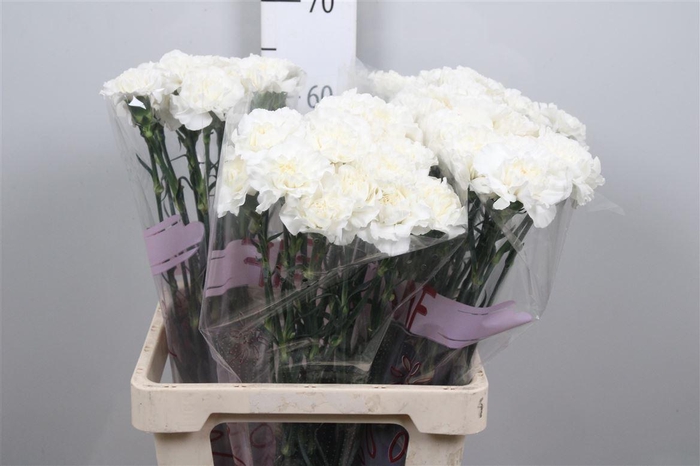 <h4>Di St Everest</h4>