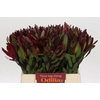 Leucadendron Saf Sunset Dark R.