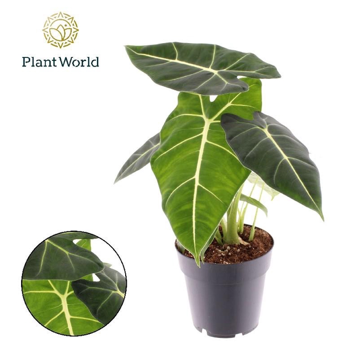 <h4>Alocasia Overig Low Rider</h4>