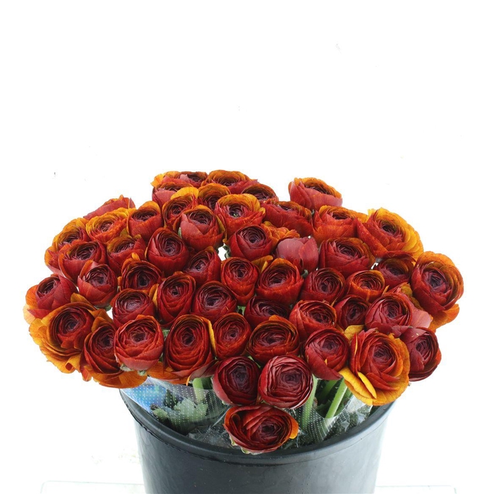 <h4>Ran Su Sr Brownie Super</h4>