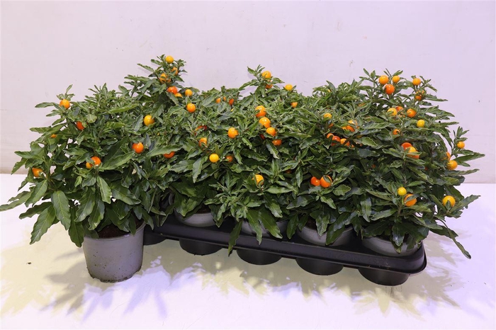 <h4>arr8 Solan Pseudocapsic</h4>