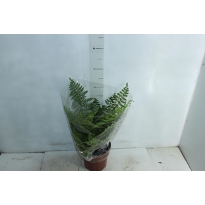 ASPLENIUM PARVATI P17