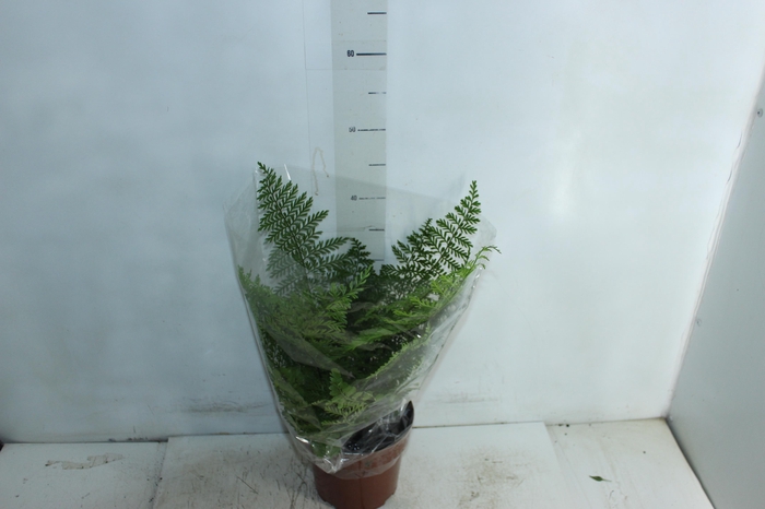 <h4>ASPLENIUM PARVATI P17</h4>