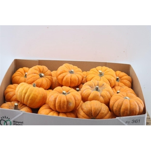 CUCURBITA PEPO 'JACK LITTLE'  ../ST