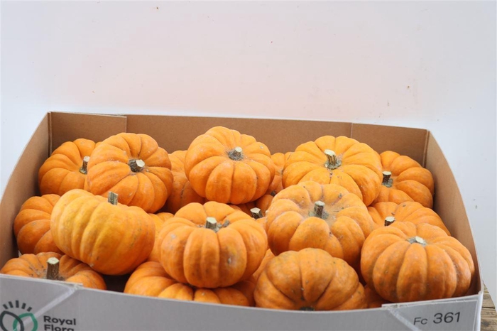 <h4>CUCURBITA PEPO 'JACK LITTLE'  ../ST</h4>