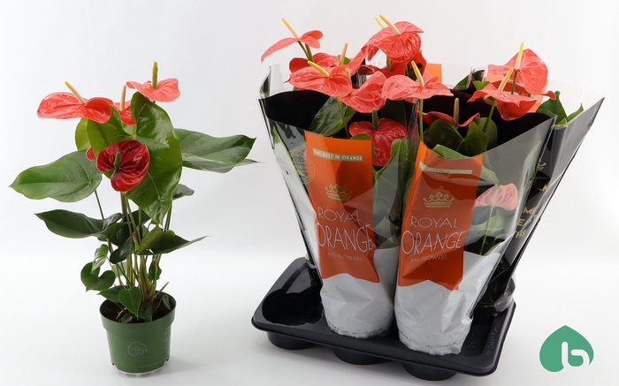 <h4>ANTHU AN NEBRASKA</h4>