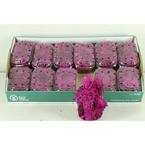 Moss Icelandic Fuchsia Box