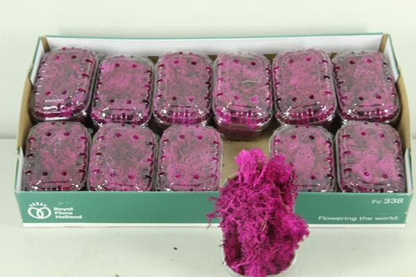 Moss Icelandic Fuchsia Box