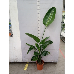Strelitzia nicolai