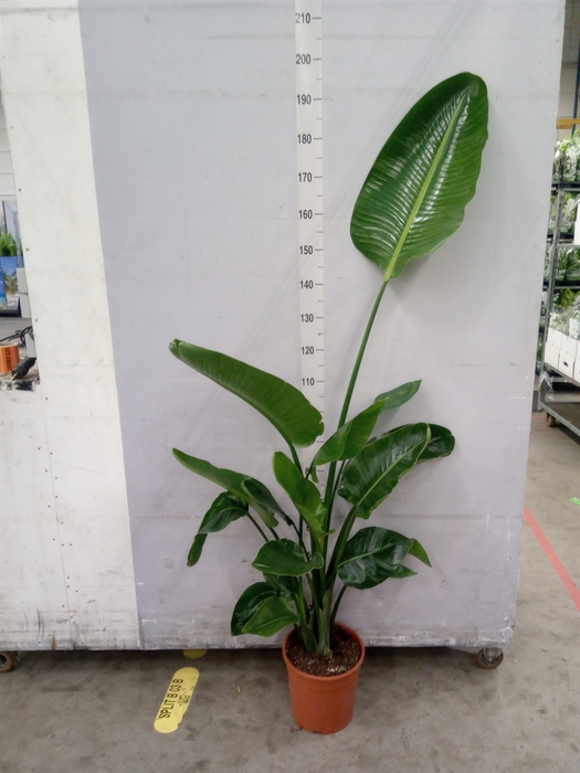 <h4>Strelitzia nicolai</h4>