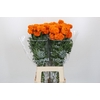 Tagetes Marigold Promise Orange