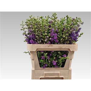 DELPH CONS R QIS VIOLET LILAC