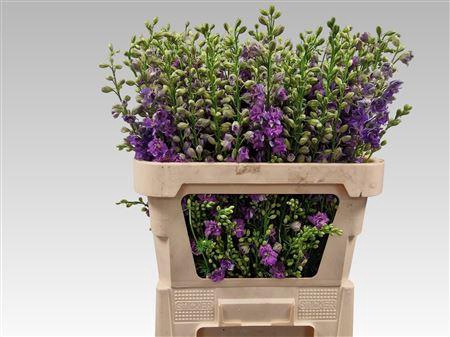 <h4>DELPH CONS R QIS VIOLET LILAC</h4>