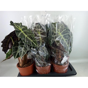 Alocasia amazonica 'Polly'