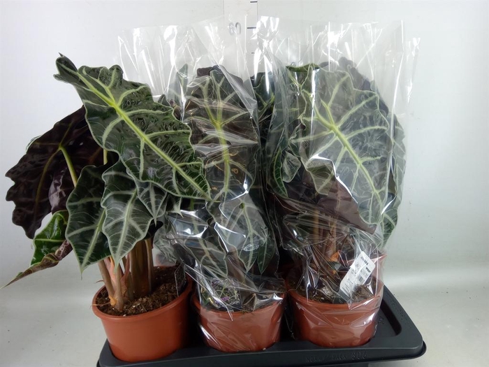 <h4>Alocasia amazonica 'Polly'</h4>