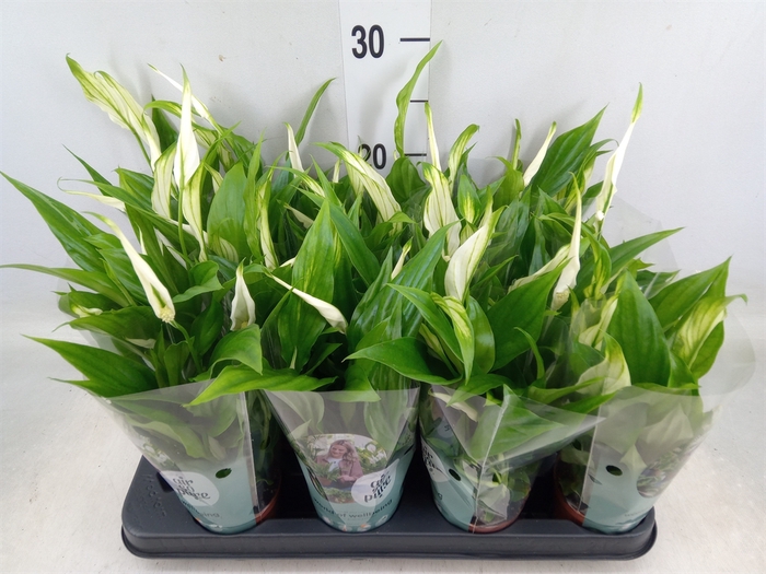 <h4>Spathiphyllum  'Pearl Cupido'</h4>