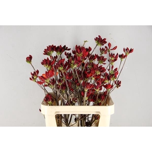 Rhodo. Rood